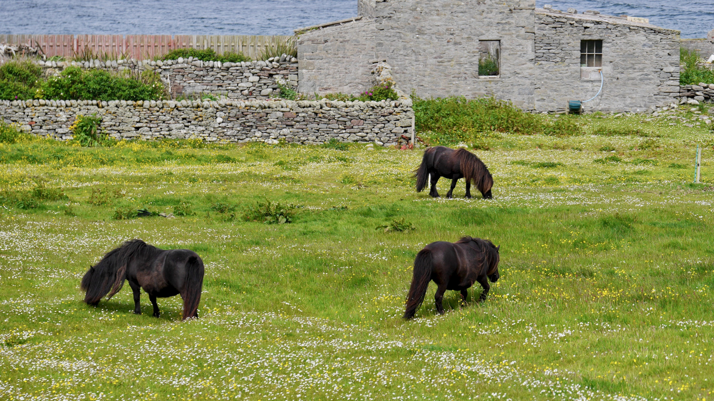 Shetland ponys at Sumburgh Head